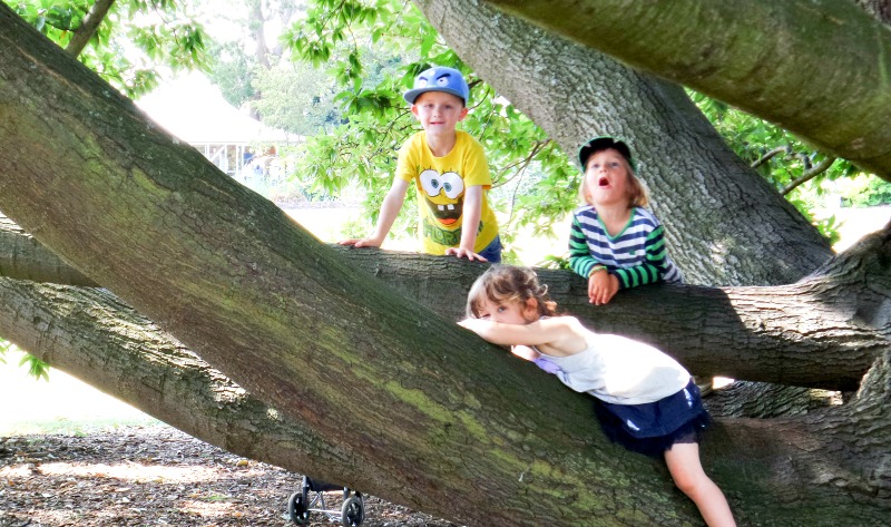 Climbing trees is obligatory at Kew Gardens