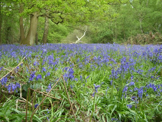 Where to see bluebells in Hertfordshire - Whippendell Woods
