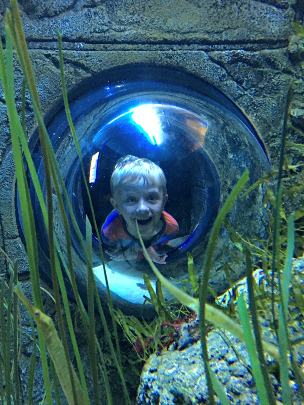 Kids love the fun things to do at the London aquarium