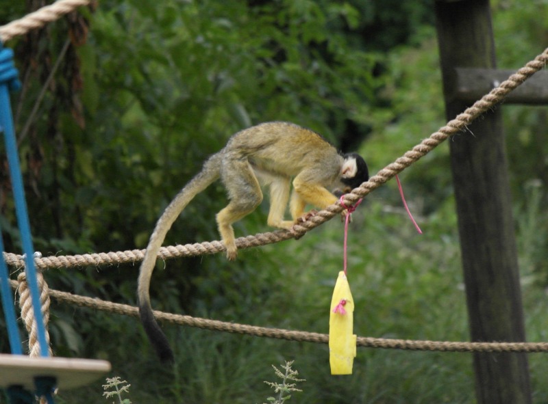 The squirrel monkeys at Whipsnade zoo are too cheeky to ignore